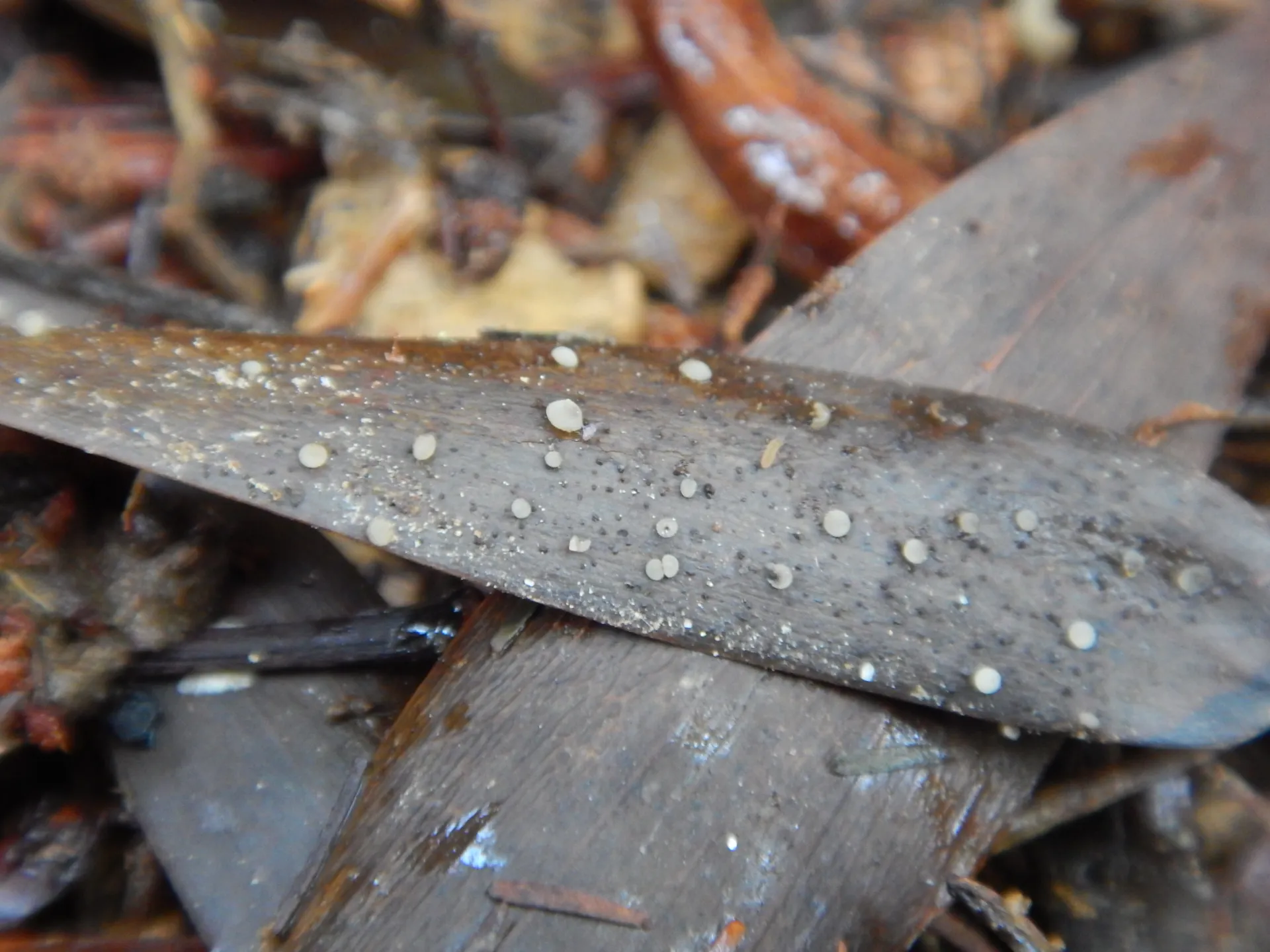 Hymenotorrendiella eucalypti, 22-03-20 (1)